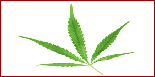 Marijuana Legalization